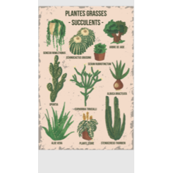 AF215- Lot de 5 Affiches Les Plantes Grasses - 20x30cm